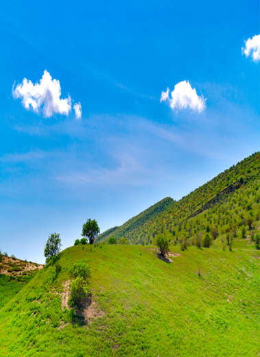 جنگل پسته خواجه کلات