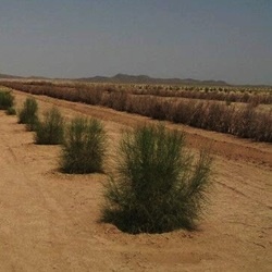 مساحت پدیده‌های بیابانی**473909 **هکتار