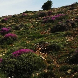 مساحت اراضی مرتعی**6683740**هکتار