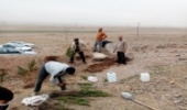 کاشت نهال بوسیله کوهنوردان شهرستان زاوه 