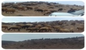 خروج دام غیر مجاز از مراتع دو روستا در شهرستان قوچان با وساطت معتمدین صورت پذیرفت