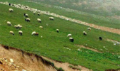 سبزوار-21 پرونده تخلف چرای غیر مجاز دام در مراتع شهرستان سبزوار