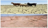 خلیل آباد-سایه سنگین خشکسالی بر مراتع و دامداری شهرستان خلیل آباد