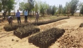 احیای نهالستان کاظم آباد شهرستان بردسکن پس از هفت سال