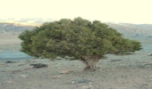 تولید نهال ارس در شهرستان کلات 