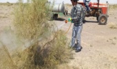 آغاز عملیات کنترل آفت ملخ کوهاندار تاغ در شهرستان گناباد