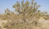 شناسایی 8 هزار هکتار از کانون طغیان ملخ کوهاندار در تاغزارهای شهرستان ششتمد