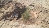 اجرای دو طرح بیابانزدایی در شهرستان خلیل آباد