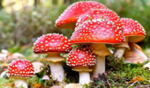 خطر مرگ با مصرف گیاهان و قارچ های سمی دربهار