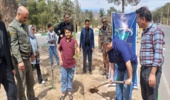 کاشت ۵۰هزاراصله گونه جنگلی وبیابانی درشهرستان کاشمر
