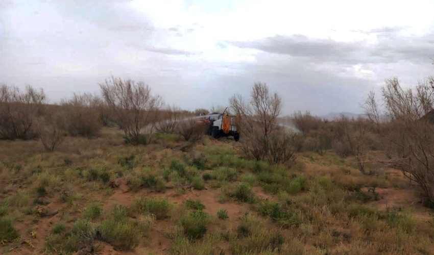 تداوم نبرد سبز با آفت سیاه؛ عملیات مقابله با ملخ کوهاندار در تاغزارهای «چاه شیرین