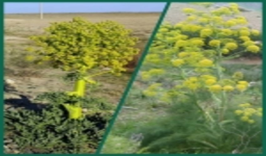 بهره برداری اقتصادی در درازمدت بهترین راهکار حفظ و توسعه مراتع  شهرستان نیشابور