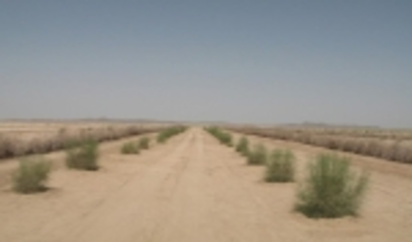 ۳۰۰ هزار هکتار طرح بیابان‌زدایی سالانه در کشور اجرا می‌شود