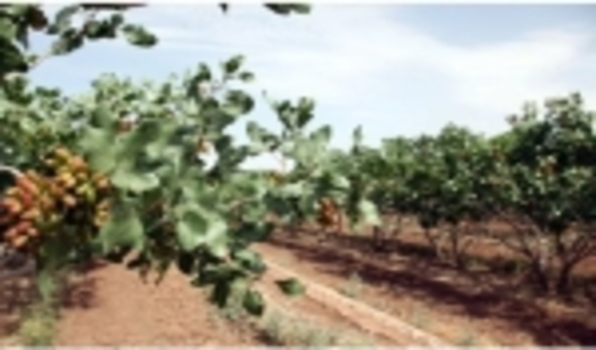 لزوم حفظ وحراست از 20 هزار هکتار جنگلهای ارس- پسته در شهرستان سرخس