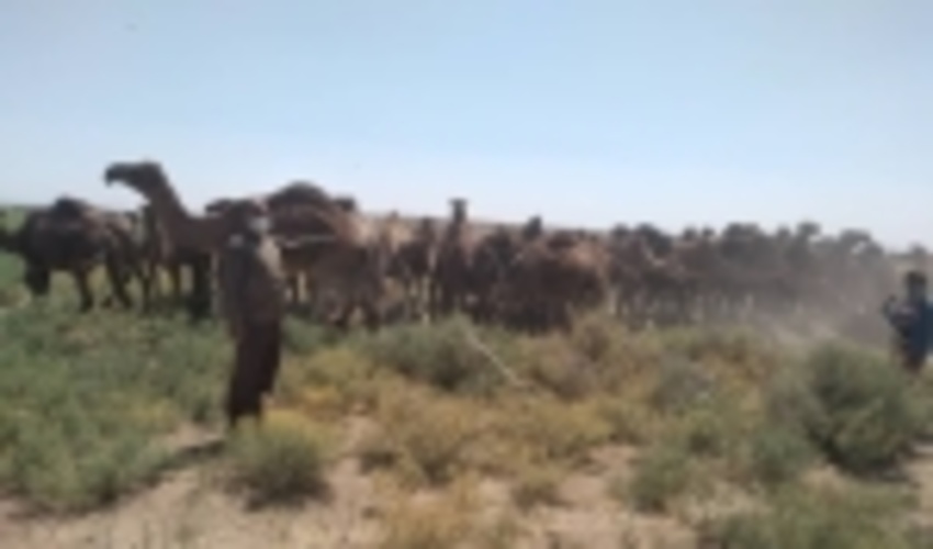 جلوگیری از ورود شتر در غیر فصل چرا به مراتع شهرستان بردسکن