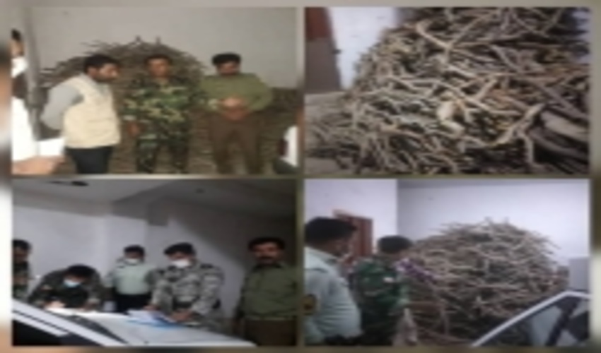 سودجویان با قطع تاغ در شهرستان سرخس و دپو در مشهد در چنگال قانون گرفتار شدند