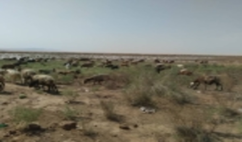 پدیده خشکسالی تهدیدی مشترک برای مراتع و معشیت دامداران شهرستان گناباد