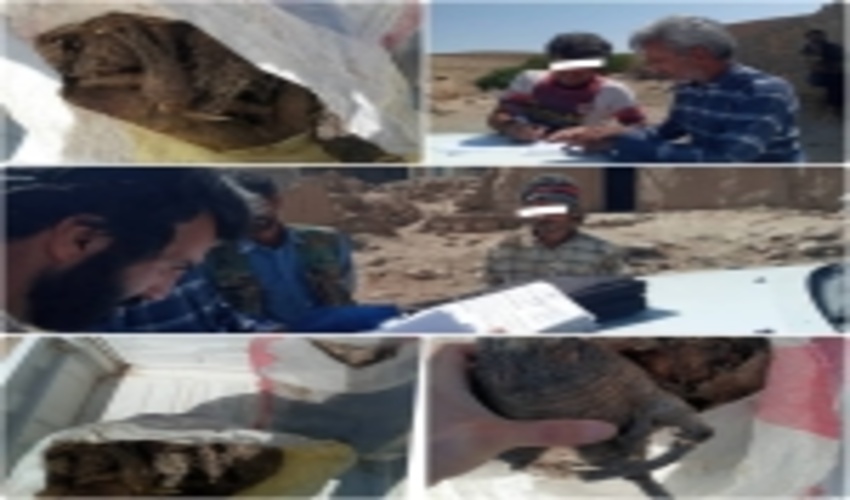 کشف و ضبط محموله قاچاق گیاه دارویی باریجه  درشهرستان چناران