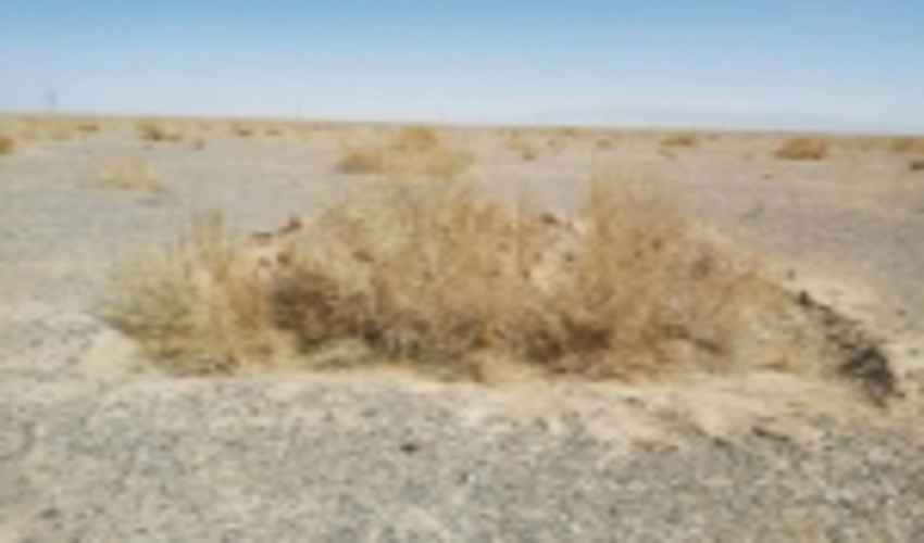 مدیریت بیابان گیسور گناباد نیازمند انجام طرح مطالعاتی جامع