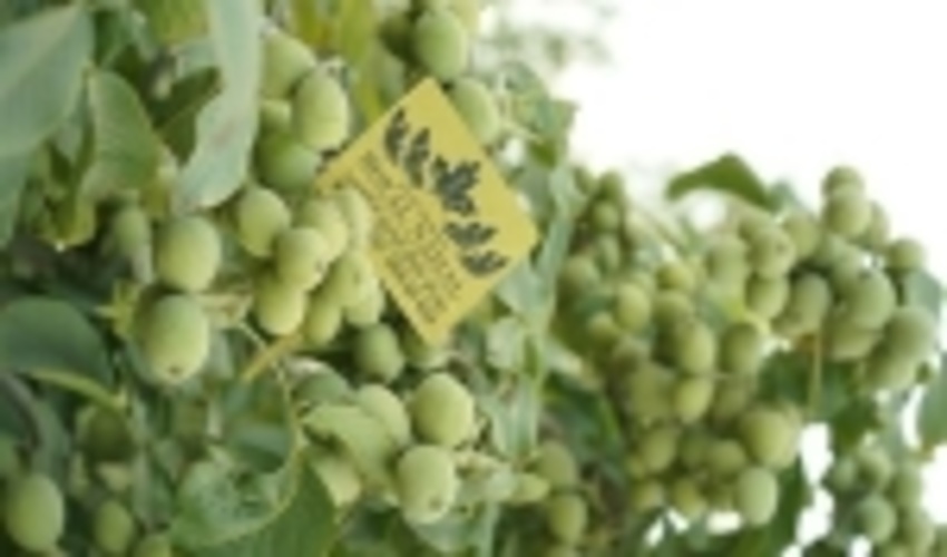 توزیع ۲۰ میلیون نهال در هفته منابع طبیعی