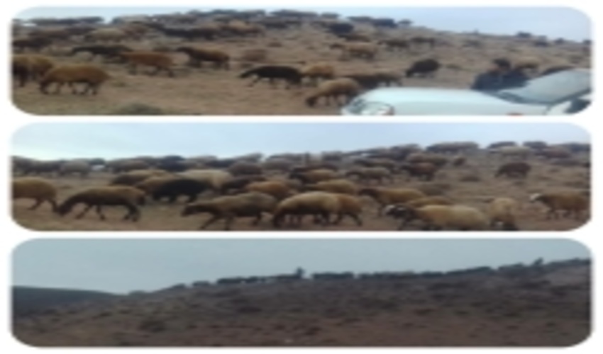 خروج دام غیر مجاز از مراتع دو روستا در شهرستان قوچان با وساطت معتمدین صورت پذیرفت