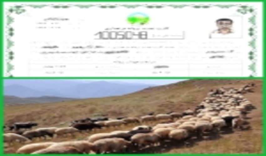 تمدید پروانه های چرای دام به مدت یکسال دیگر در شهرستان گناباد 