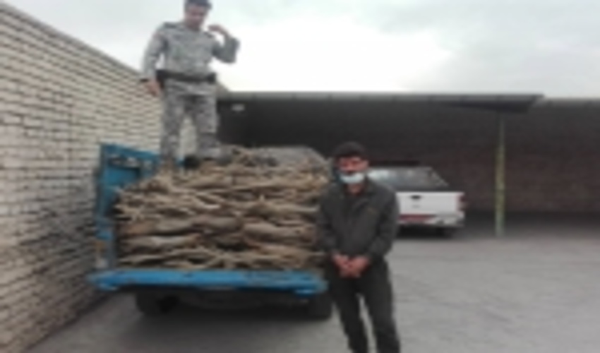 سرقت چوب تاغ در سرخس به مقصد نهایی نرسید