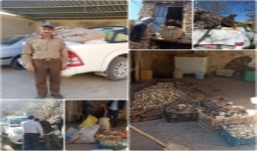 توقیف نیم تن محصولات فرعی مرتعی باریجه در شهرستان چناران 