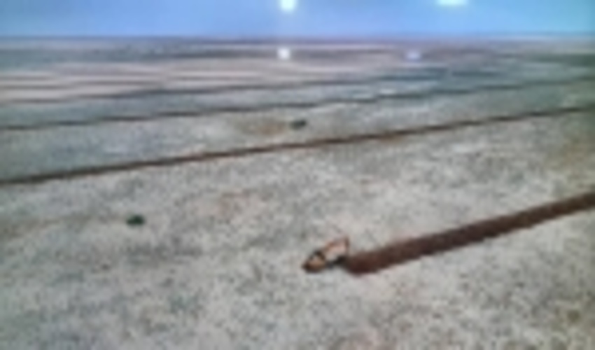 خراسان رضوی با 308 هزار هکتار جنگل دست کاشت بیابانی رتبه اول در کشور