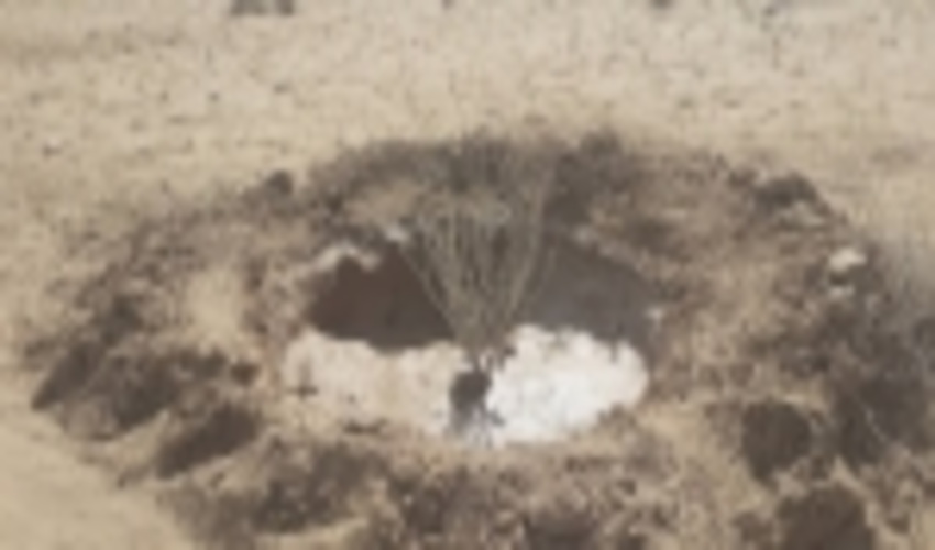 سرخس-مقابله با طوفان های شن و ریزگردهای منطقه سرخس