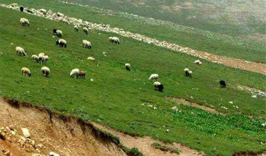 سبزوار-21 پرونده تخلف چرای غیر مجاز دام در مراتع شهرستان سبزوار