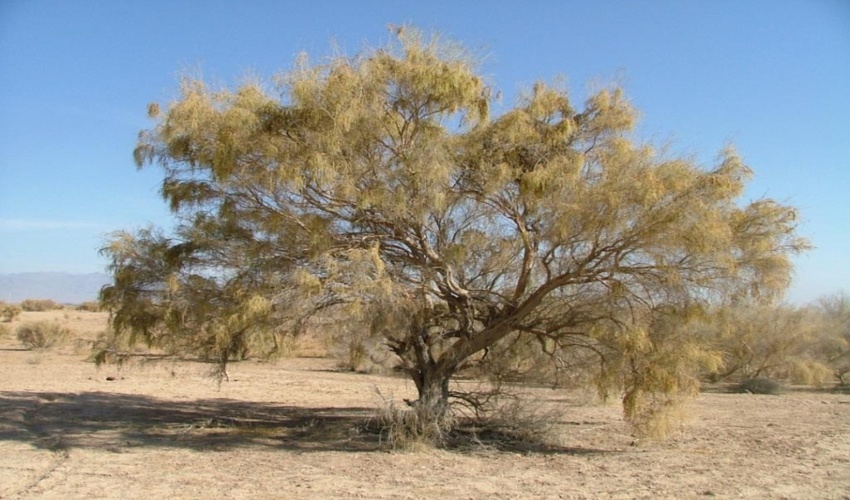 خلیل آباد-تاغزارهای شهرستان خلیل آباد، خط مقدم جبهه مبارزه با ریز گردها 