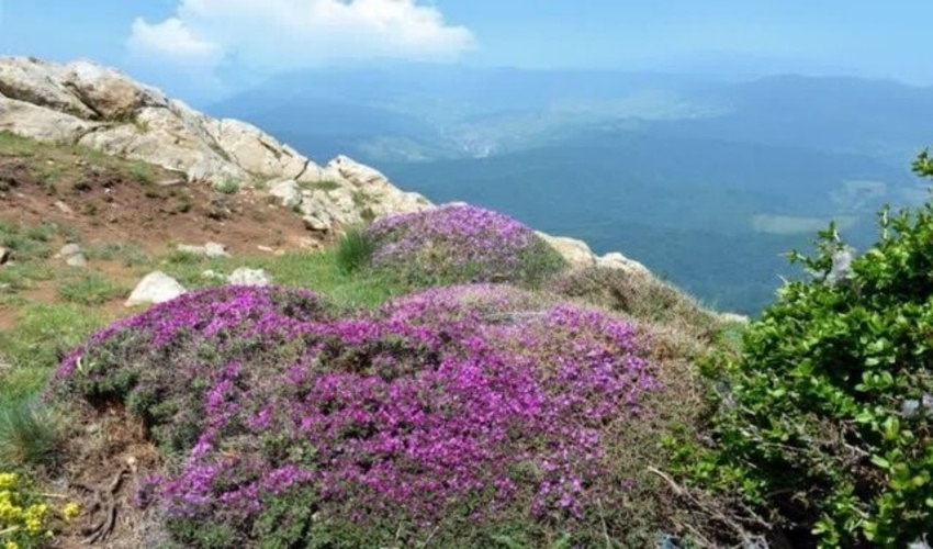 رئیس اداره منابع طبیعی و آبخیزداری شهرستان کلات معرفی شد 