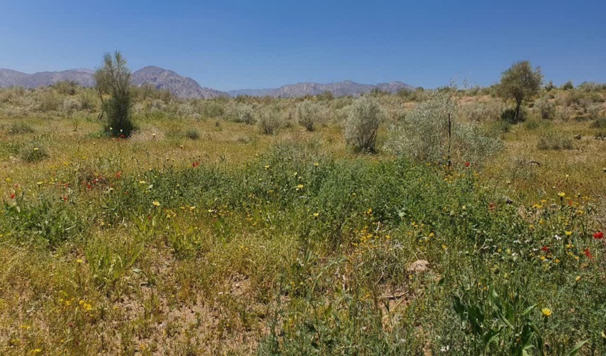 میهمان بد قدمی که دست از سر روستاییان سرخس بر نمی‌دارد(ایسنا)