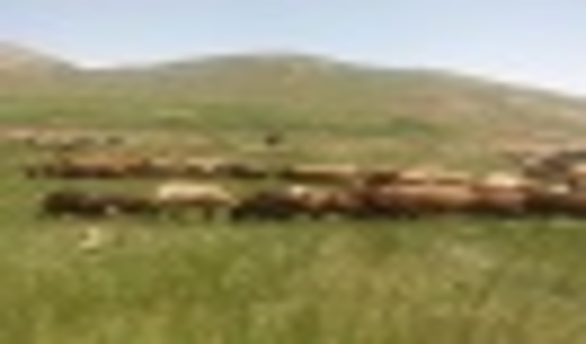 اجرای عملیات بوته کاری در مراتع بردسکن 