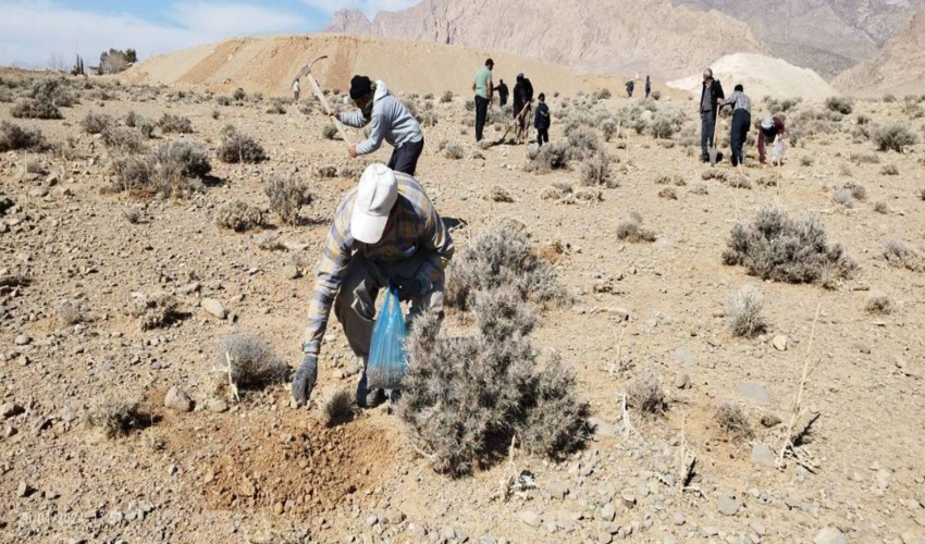 کاشت نهال به مناسبت هفته منابع طبیعی و آبخیزداری در محوطه صداوسیمای خراسان رضوی با حضور مدیرکل منابع طبیعی و آبخیزداری استان