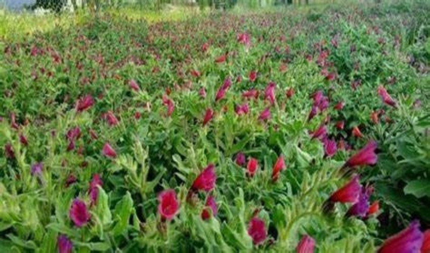 ثبت بیش از 98 تعاونی تخصصی فراگیر منابع طبیعی و آبخیزداری در خراسان رضوی 