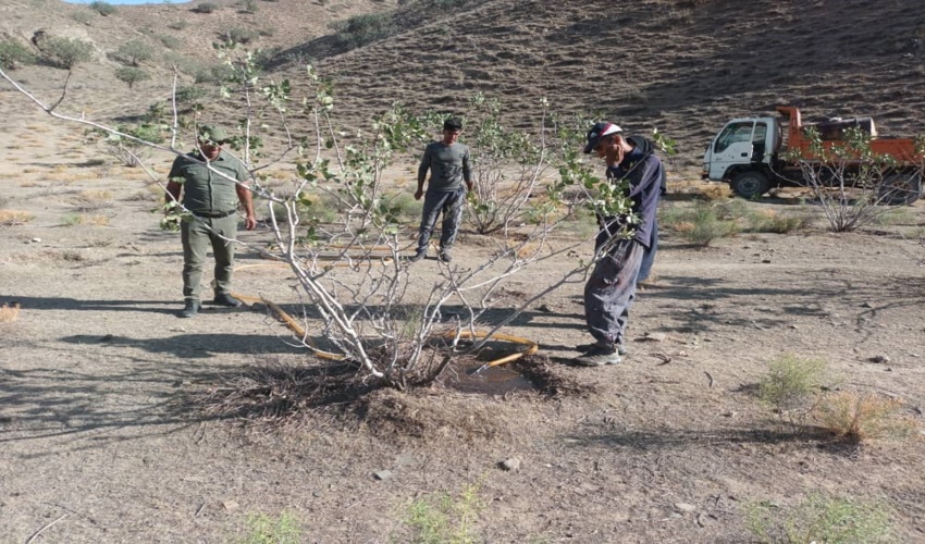 اجرای عملیات آبیاری و مراقبت از عرصه های جنگلی در شهرستان صالح آباد