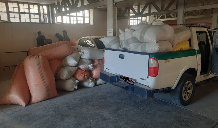 کشف و ضبط  570 کیلوگرم بذر گیاه دارویی آنغوزه در شهرستان نیشابور