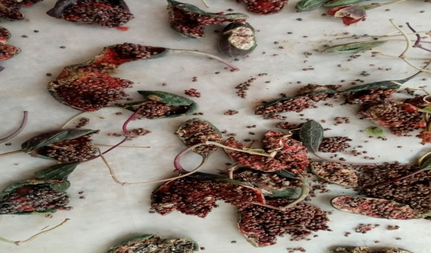 جمع آوری بذر گیاه دارویی کمیاب علف مار در شهرستان جوین 