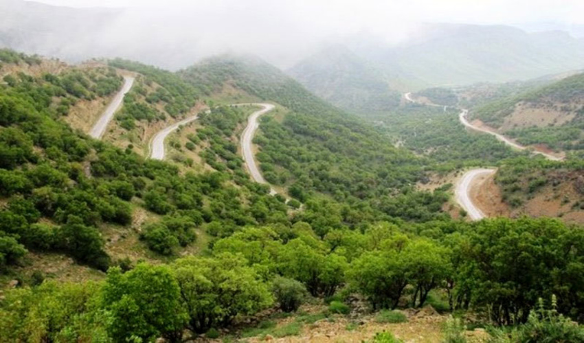 زندگی ارمغان جنگلهای دست کاشت و طبیعی