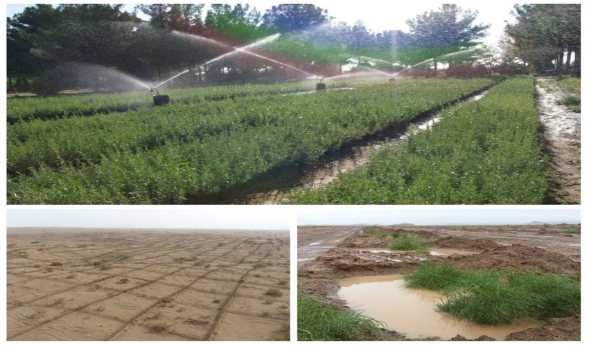 برتری فعالیتهای بیابان زدایی شهرستان گناباد در خراسان رضوی