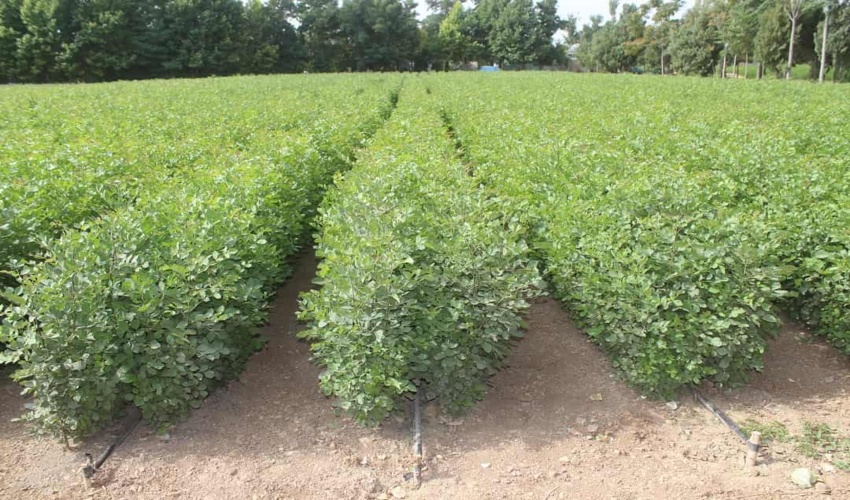 صدور سند تک برگ کاداستر در بیش از 60 هزار هکتار اراضی ملی شهرستان سبزوار