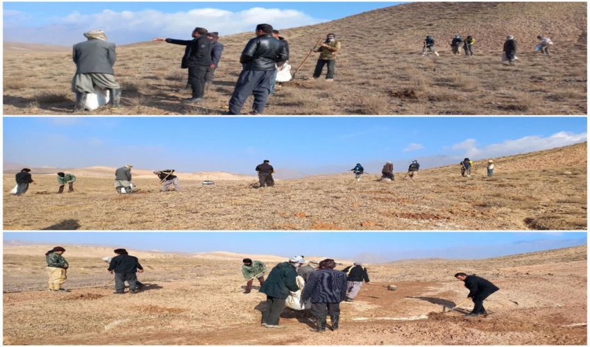 اجرای پروژه مشارکت مردمی کپه کاری ۱۵۰ هکتار از اراضی مرتعی شهرستان باخرز