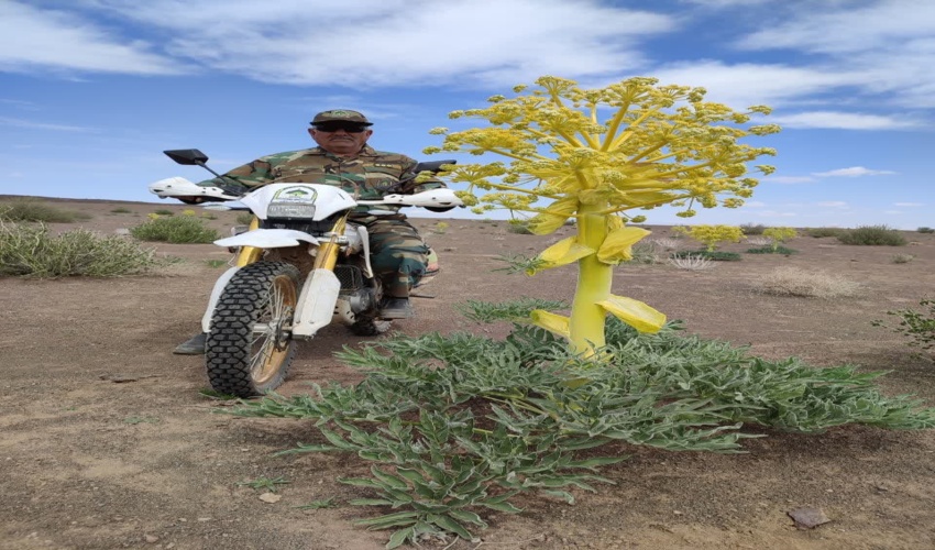 مراتع شهرستان بردسکن گنجینه ای از گیاهان دارویی 