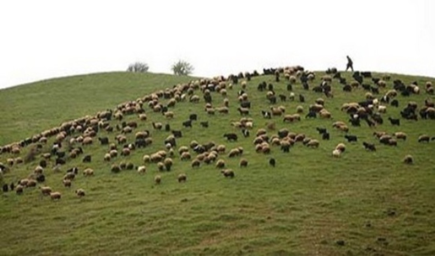 تعیین حدود 95 درصد مراتع در شهرستان قوچان