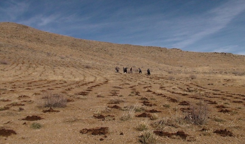 150 هکتار از عرصه های منابع طبیعی در شهرستان باخرز کپه کاری شد