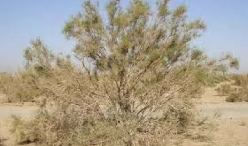 شناسایی 8 هزار هکتار از کانون طغیان ملخ کوهاندار در تاغزارهای شهرستان ششتمد