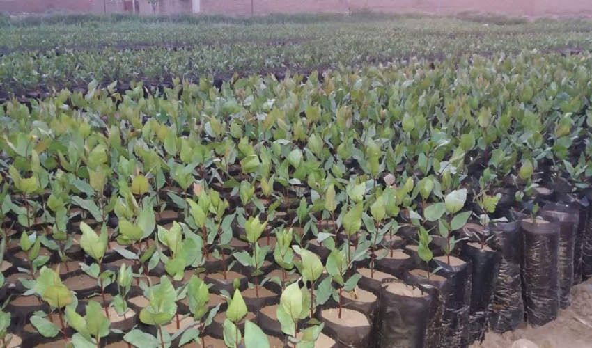  با انعقاد 11 تفاهم نامه برای تولید 705 هزار اصله  نهال پسته توسط کشاورزان شهرستان بردسکن