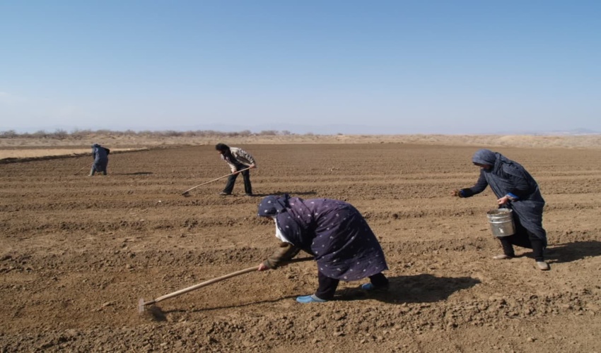 همراهی و مشارکت زنان روستایی در  جمع آوری بذور گیاهی و کاشت درخت در شهرستان گناباد